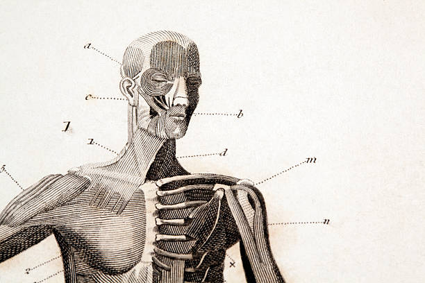 An anatomy engraving with letter and number labels vintage anatomy engraving macro.original engraving by James Amdee 1809 English Encyclopedia. male human anatomy diagram stock illustrations