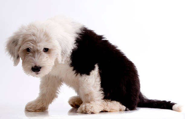 welpe - old english sheepdog stock-fotos und bilder