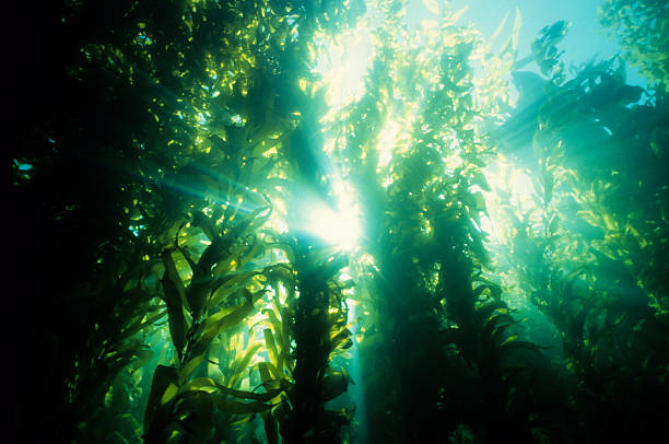 Underwater forest of green kelp stock photo