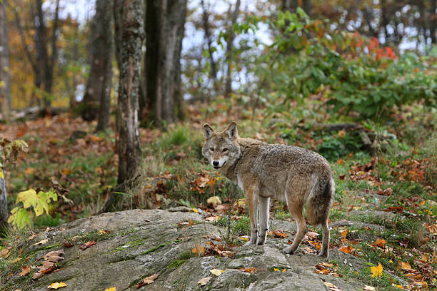 Young Coyote in Trees Against Fall Background stock photo