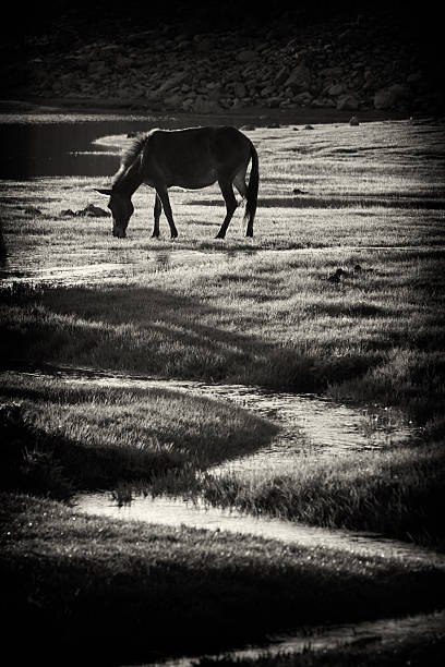 Free Stock Photo of Black and White Horse Grazing in Field | Download ...
