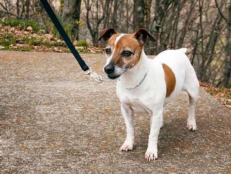 Eleven year old Jack Russell Terrier Dog on lead in the park.http://tools.stock-board.info/lightboxes/20789ceced68895734a0545a81edf74c