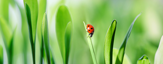 ladybug on green grass.