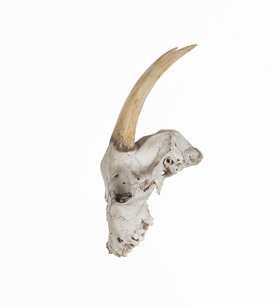 skull with goat horns isolated on white background
