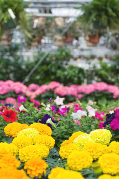 Rows of colorful flowers are growing in a large greenhouse
