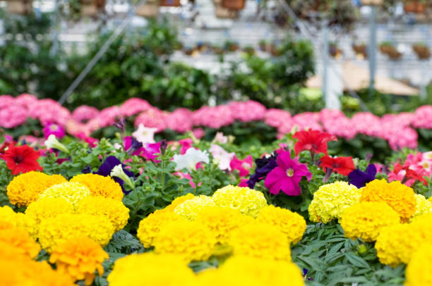 serra, fiori in bloom - centro per il giardinaggio foto e immagini stock