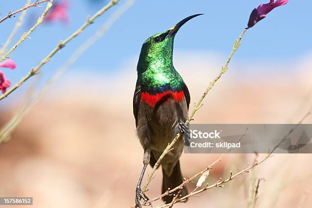 Beijaflordebandafina - Fotografias de stock e mais imagens de Beija-flor-de-banda-fina - Beija-flor-de-banda-fina, Ave canora, Bico