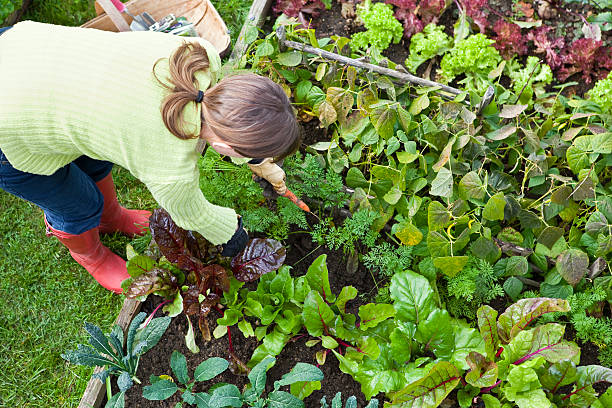 ニンジンのある植物園 - kale chard vegetable cabbage ストックフォトと画像