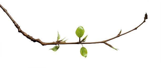 Young Leaves  twig stock pictures, royalty-free photos & images
