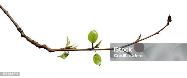Jovem Folhas - Fotografias de stock e mais imagens de Ramo - parte de uma planta - Ramo - parte de uma planta, Folha, Figura para recortar