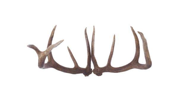 istock Deer antlers, deer horns isolated on white background 1575862173