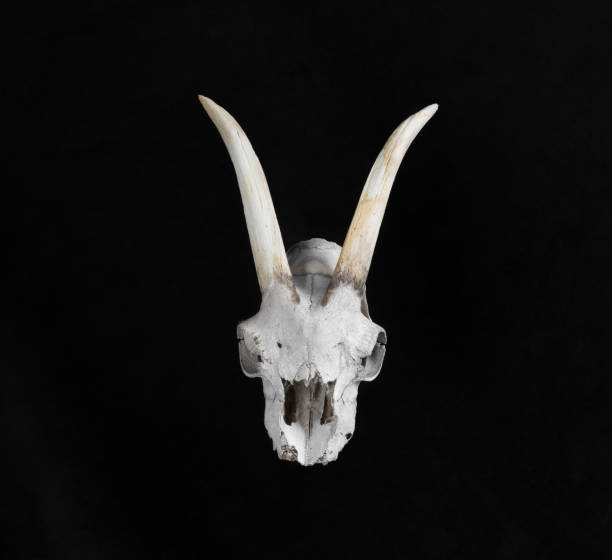 skull with goat horns isolated on black background