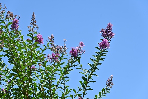 Crape myrtre flowers. Lythraceae deciduous tree. It blooms red, white, and pink flowers from July to October.