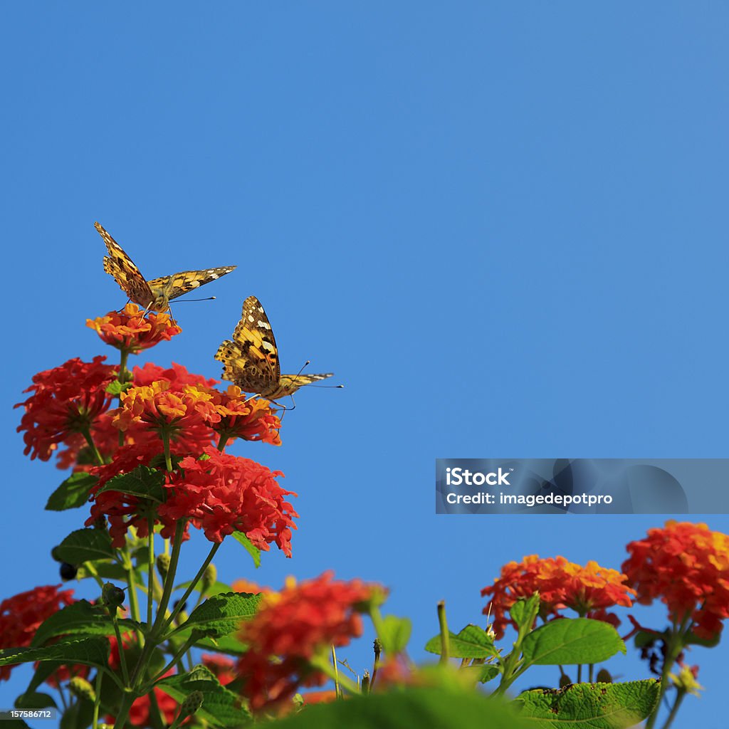 Due farfalle su fiori - Foto stock royalty-free di Fiore