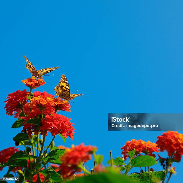 Due Farfalle Su Fiori - Fotografie stock e altre immagini di Fiore - Fiore, Farfalla, Insetto