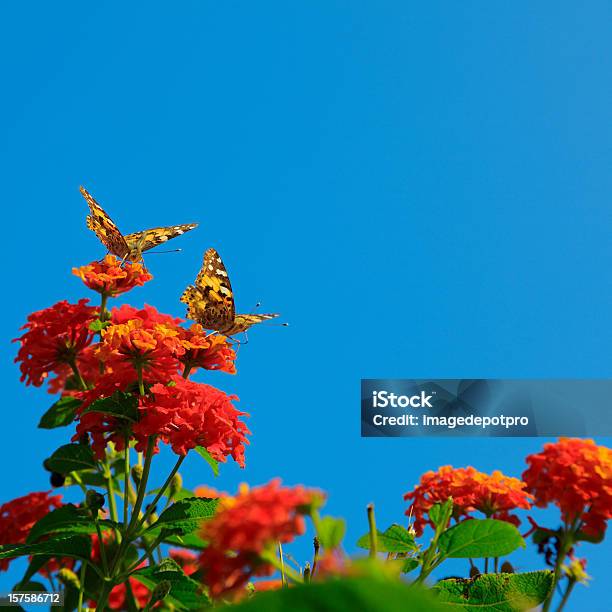 2개의 나비 On 꽃 꽃-식물에 대한 스톡 사진 및 기타 이미지 - 꽃-식물, 곤충, 기회