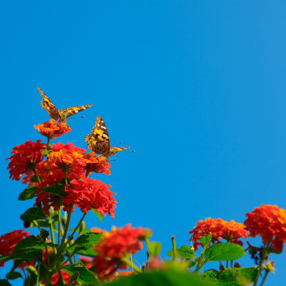 close up shot of two butterfly on red flowers over clear sky.