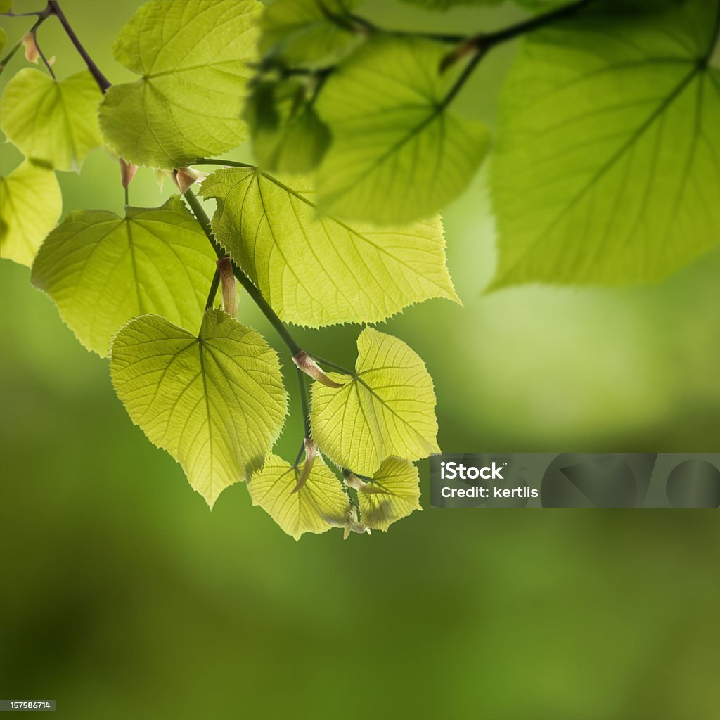 Verde folhas-Spring - Royalty-free Choupo Foto de stock