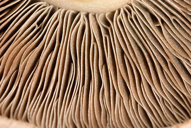 Mushroom Mushroom close-up. Narrow depth of field. mushroom photos stock pictures, royalty-free photos & images