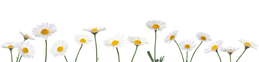 A mixed floral border of daisies, isolated on white.
