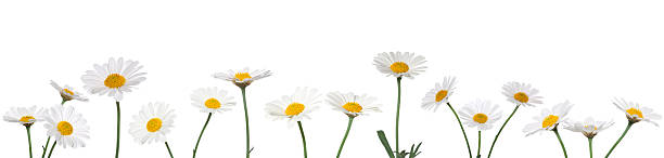 xxxl daisies на белом фоне - german chamomile wildflower white yellow стоковые фото и изображения