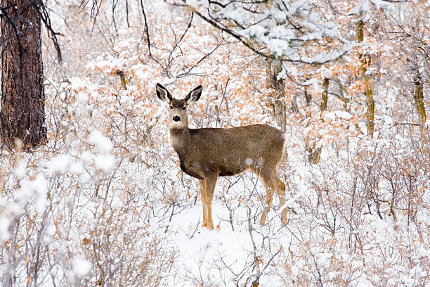 Colorado Mule Deer in Rocky Mountain Wintertime Snow stock photo