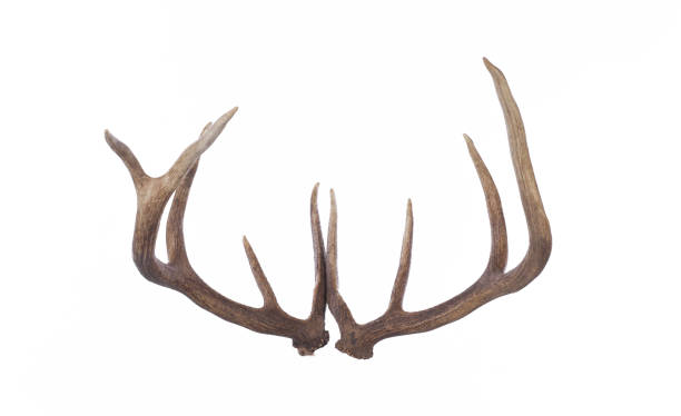 istock Deer antlers, deer horns isolated on white background 1575867681