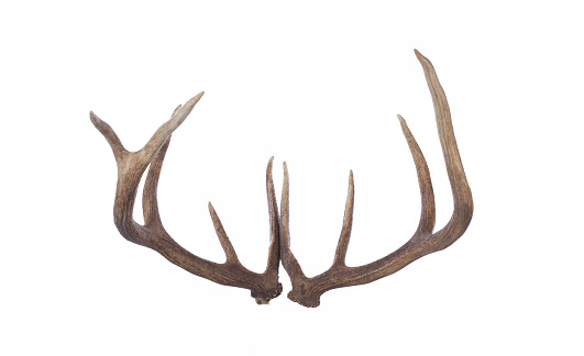 Deer antlers, deer horns isolated on white background