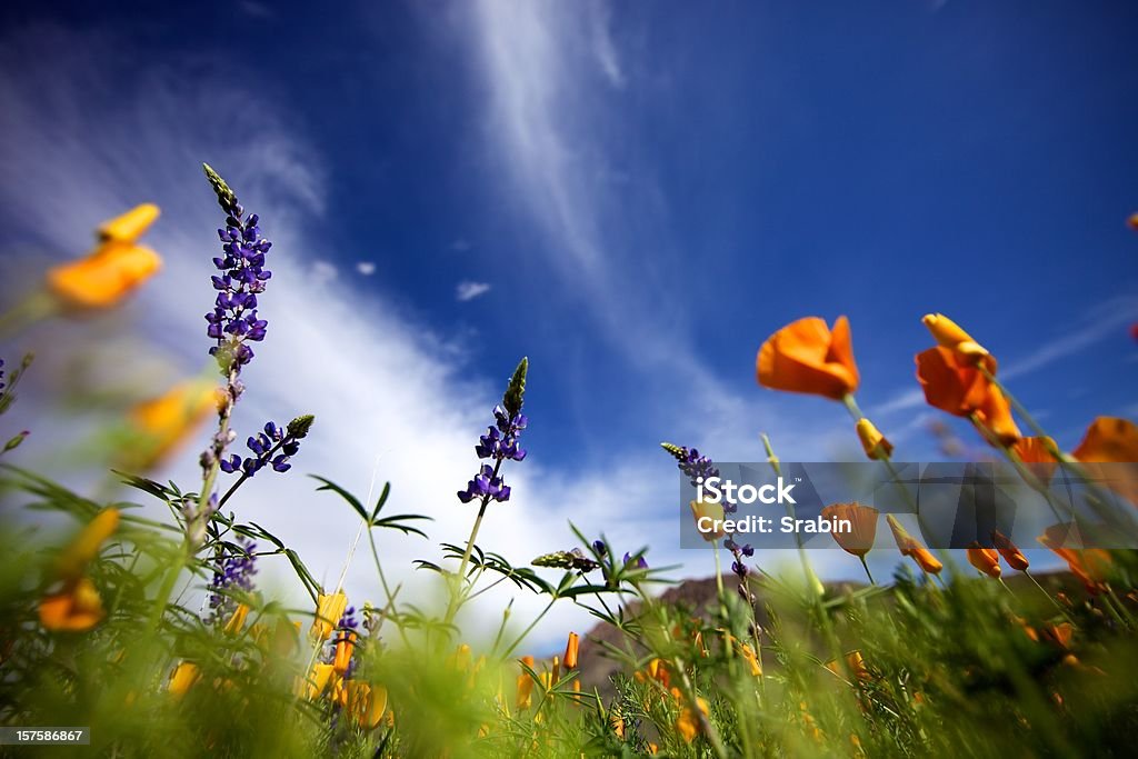 Arizona fiori selvatici - Foto stock royalty-free di Arizona