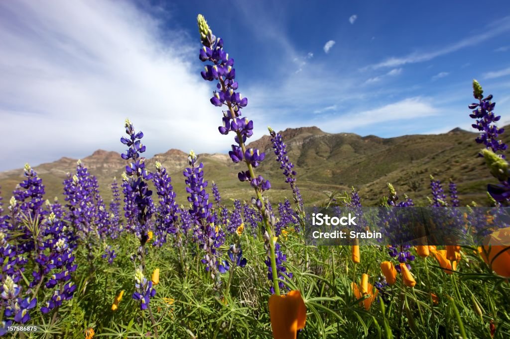 Flores silvestres del sol de Arizona - Foto de stock de Arizona libre de derechos