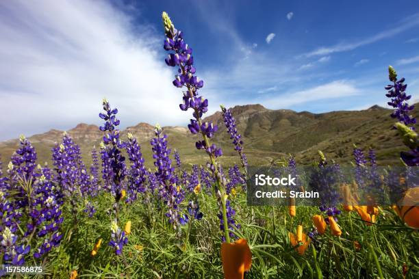 Flores Silvestres Del Sol De Arizona Foto de stock y más banco de imágenes de Arizona - Arizona, Desierto, Primavera - Estación