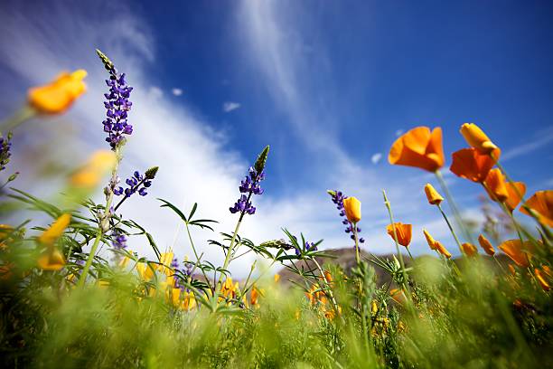 アリゾナの花から接地 ストックフォト