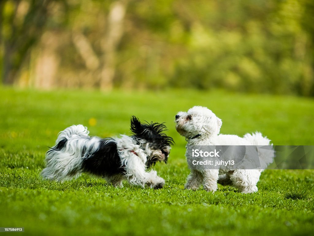 playing dogs  Havanese Stock Photo