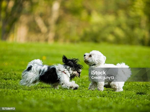 Playing Dogs Stock Photo - Download Image Now - Havanese, Bolognese Sauce, Dog