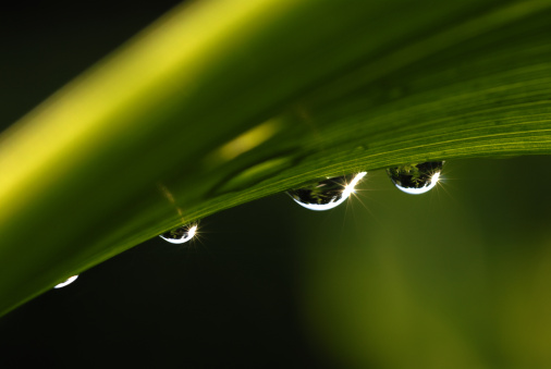 Macro image of water drops under a green curved leaf. The sun is reflecting in the waterdrops.