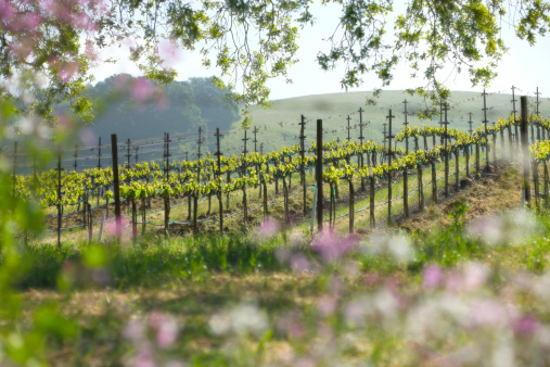 Vineyard and spring wild flowers in a Napa Valley scenic. Double exposure process to create soft effect.