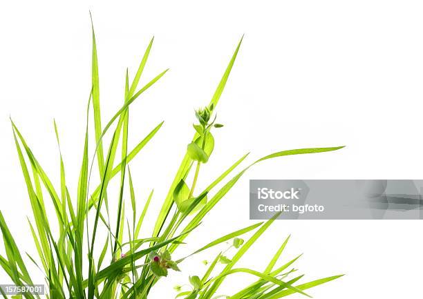 Green Gras Stockfoto und mehr Bilder von Gras - Gras, Grashalm, Freisteller – Neutraler Hintergrund