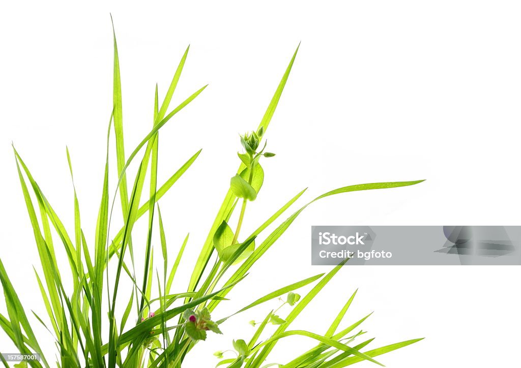 Verde Grass - Foto de stock de Hierba - Pasto libre de derechos