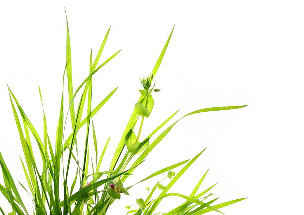Green Grass Green grass isolated on white background. blade of grass photos stock pictures, royalty-free photos & images