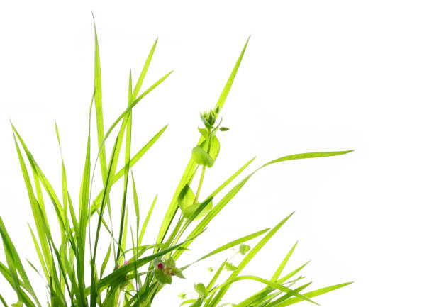 Green Grass Green grass isolated on white background. extreme close up of blades of grass stock pictures, royalty-free photos & images