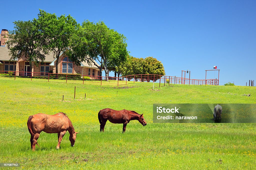 Chevaux au ranch - Photo de Texas libre de droits