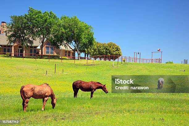 Photo libre de droit de Chevaux Au Ranch banque d'images et plus d'images libres de droit de Texas - Texas, Ranch, Maison