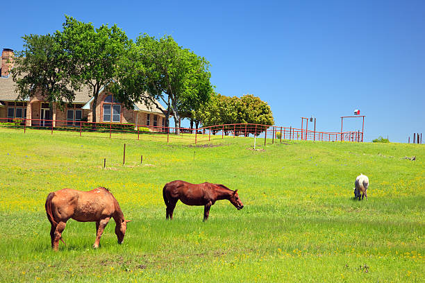 Horses in a ranch on s sunny day Horses are grazing in the field with wildflowers in Spring. ranch stock pictures, royalty-free photos & images