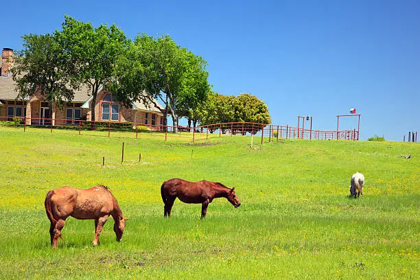 Photo of Horses in a ranch on s sunny day