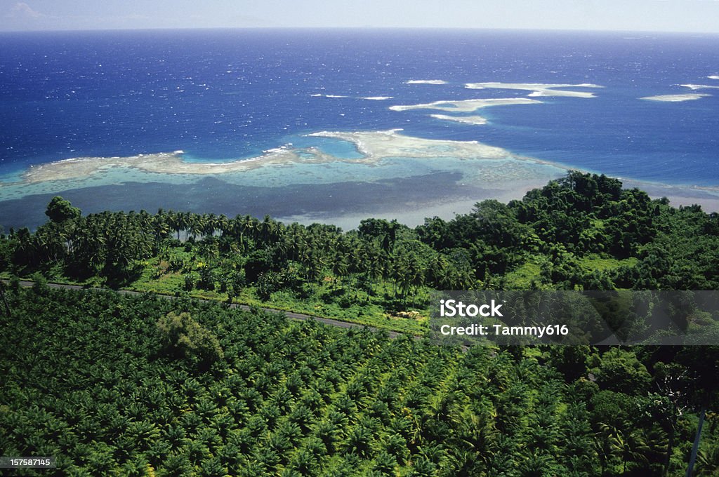 Piantagione di Palma da olio, WNBP - Foto stock royalty-free di Papua Nuova Guinea