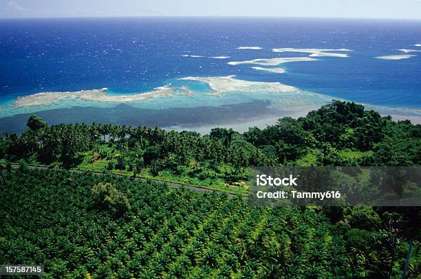 Piantagione Di Palma Da Olio Wnbp - Fotografie stock e altre immagini di Papua Nuova Guinea - Papua Nuova Guinea, Olio di palma, Fattoria
