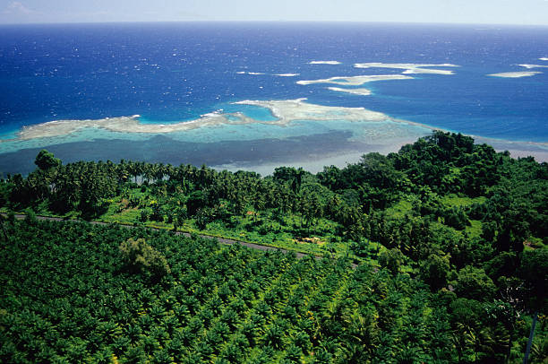 Oil Palm Plantation, WNBP Oil Palm (palm oil) plantation by the sea, papua New Guinea. new britain island stock pictures, royalty-free photos & images