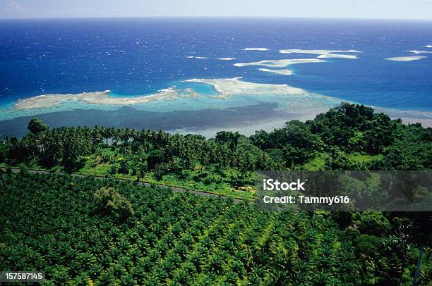 Oil Palm Plantation Wnbp Stock Photo - Download Image Now - Papua New Guinea, Palm Oil, Farm