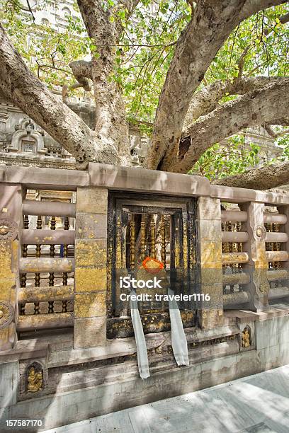 The Bodhi Tree Stock Photo - Download Image Now - Bodhgaya, Tree, Bihar