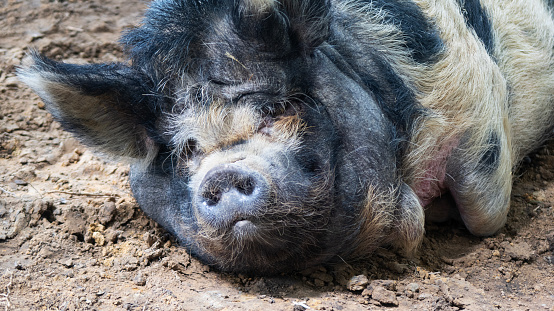 Piglets born on a large scale swine farm